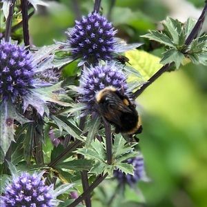 Meet your Posher, Janice
